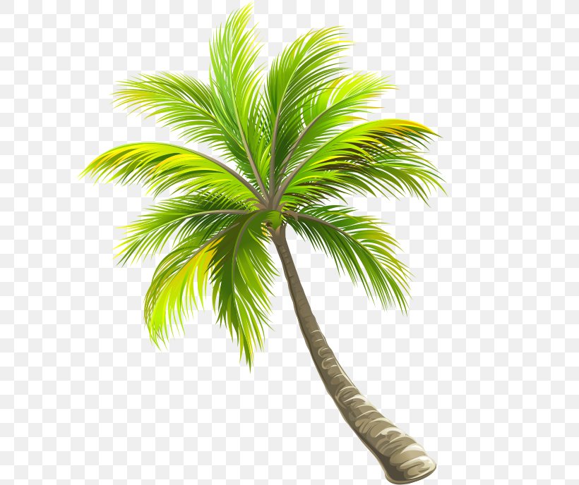 Coconut, PNG, 646x688px, Coconut, Arecales, Drawing, Flowerpot, Grass Download Free