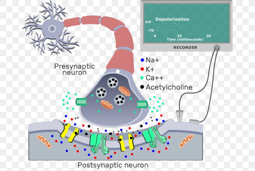 The Cholinergic Synapse Postsynaptic Potential Neuron Electrical Synapse, PNG, 677x550px, Synapse, Acetylcholine, Area, Axon, Cell Membrane Download Free