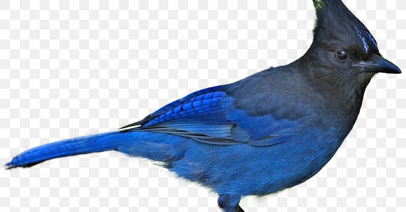 Blue Jay Bird Beak Finches Cobalt Blue, PNG, 1143x600px, Blue Jay, Beak, Bird, Blue, Bluebird Download Free