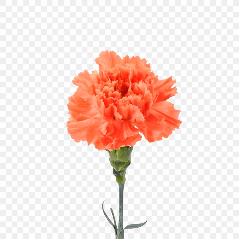Carnation Clip Art Image Transparency, PNG, 1100x1100px, Carnation, Artificial Flower, Birth Flower, Caryophyllales, Cut Flowers Download Free