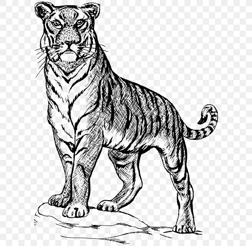 Drawing Bengal Tiger Clip Art, PNG, 613x800px, Drawing, Animal Figure, Art, Bengal Tiger, Big Cat Download Free