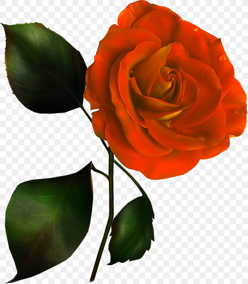 Rose Flower Pink Clip Art, PNG, 1425x1631px, Rose, Color, Cut Flowers, Floribunda, Flower Download Free