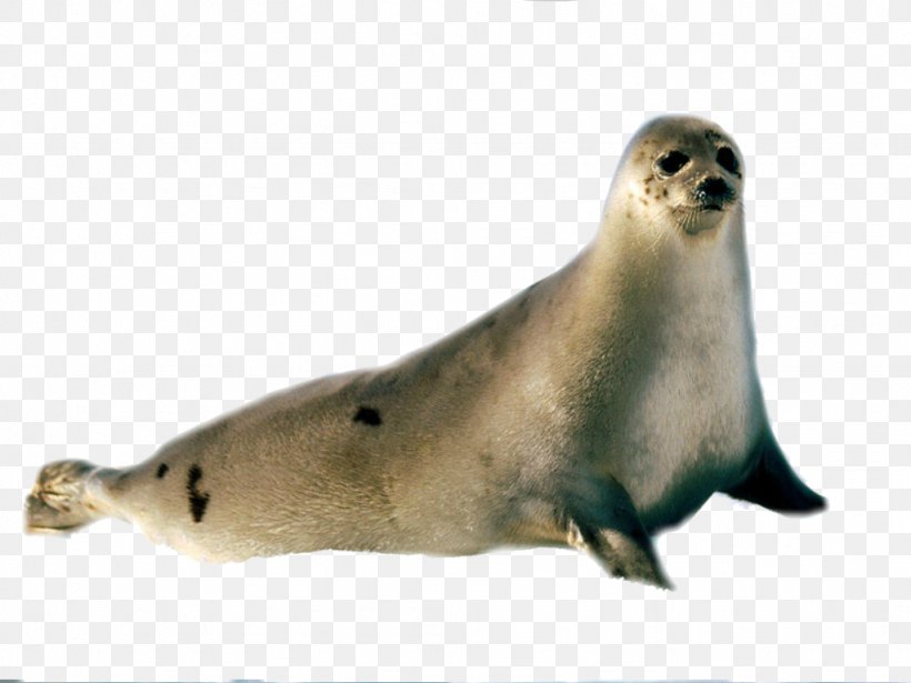 Arctic Harp Seal Harbor Seal Fur Seal Desktop Wallpaper, PNG, 1024x768px, Arctic, Brown Fur Seal, Earless Seal, Elephant Seal, Fauna Download Free