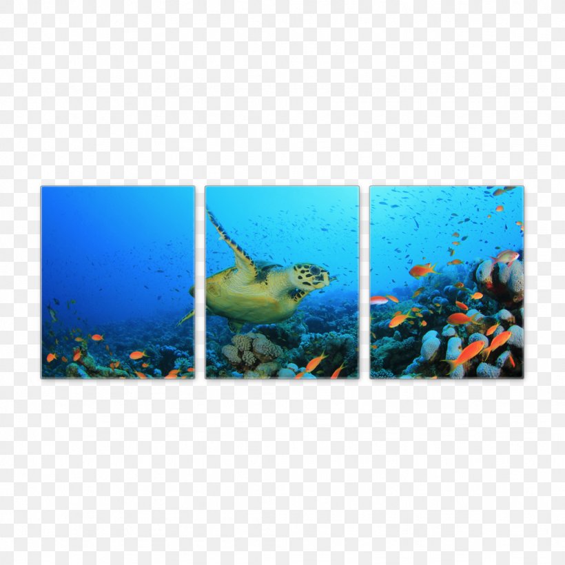 Coral Reef Fish Marine Biology, PNG, 1024x1024px, Coral Reef Fish, Aqua, Aquarium, Biology, Coral Download Free