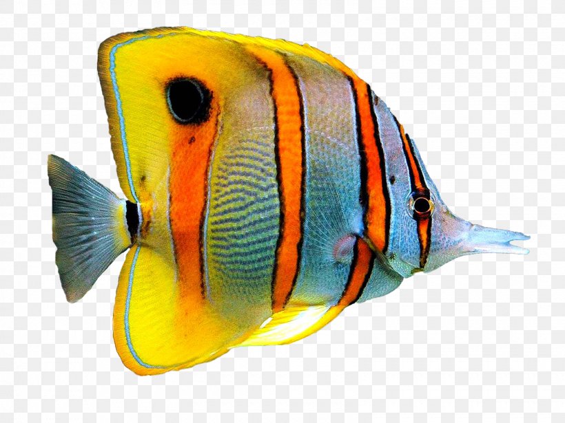 Goldfish Information Aquarium, PNG, 1600x1200px, Goldfish, Aquarium, Coral Reef Fish, Domestic Animal, Drawing Download Free