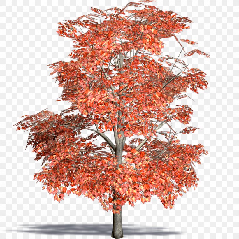 Maple Flowerpot Twig Houseplant Tree, PNG, 1000x1000px, Maple, Autumn, Branch, Flowering Plant, Flowerpot Download Free