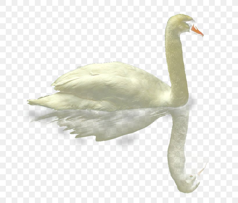Mute Swan Duck Goose White Swan, PNG, 750x699px, Mute Swan, Beak, Bird, Color, Cygnini Download Free