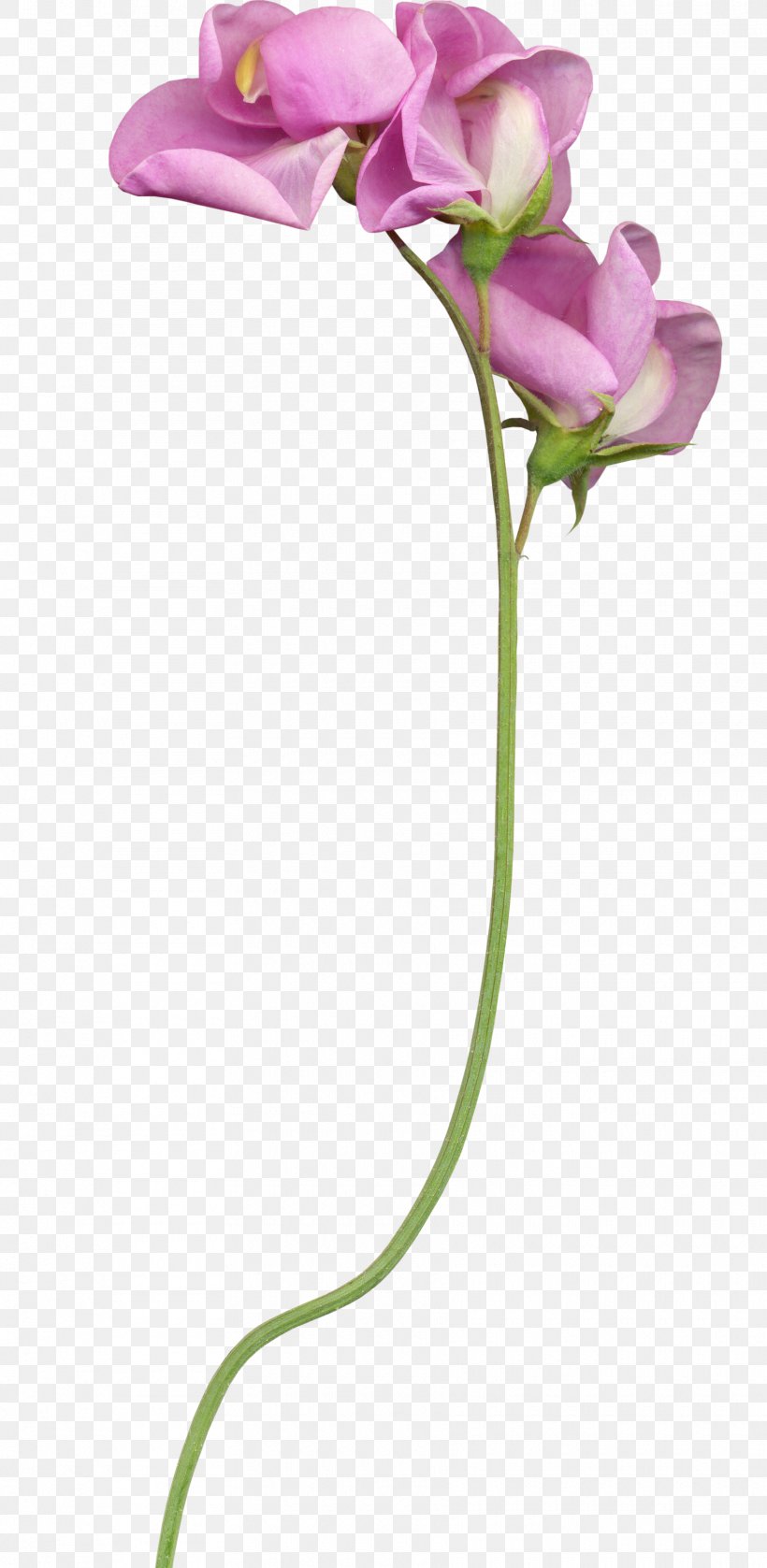 Cut Flowers Plant Stem Bud, PNG, 1760x3600px, Cut Flowers, Bud, Flora, Flower, Flowering Plant Download Free