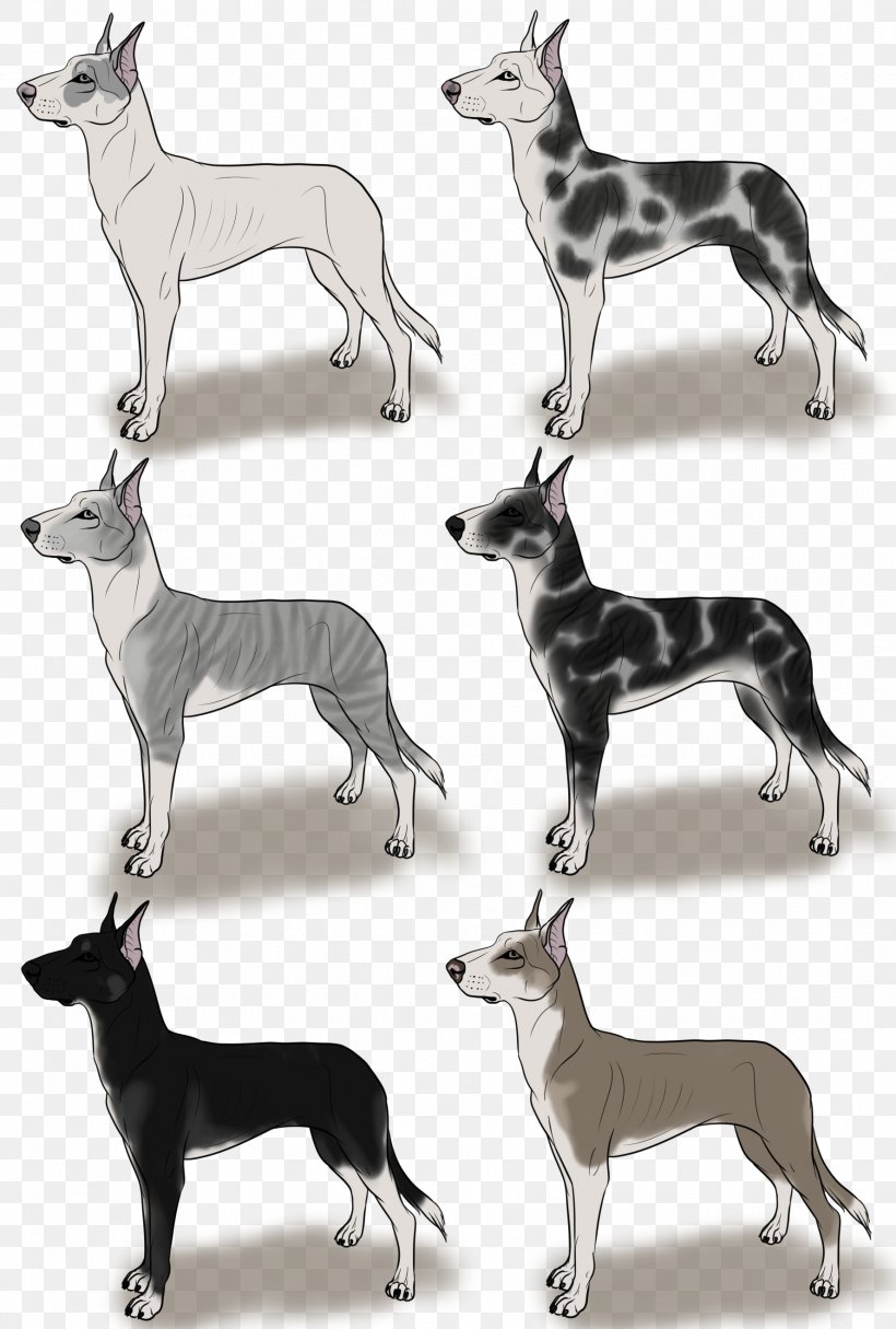 Italian Greyhound Whippet Spanish Greyhound Sloughi, PNG, 1777x2633px, Italian Greyhound, Afghan Hound, Breed, Carnivoran, Dog Download Free