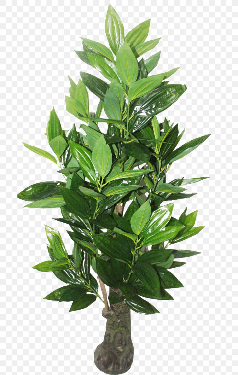 Paranxe1 Pine Araucaria Cunninghamii Plant Tree Seed, PNG, 700x1290px, Paranxe1 Pine, Bay Laurel, Bonsai, Compost, Evergreen Download Free