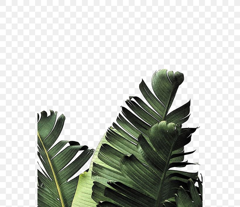 Banana Leaf Frond Palm-leaf Manuscript, PNG, 564x705px, Leaf, Arecaceae, Autumn Leaf Color, Banana Leaf, Frond Download Free