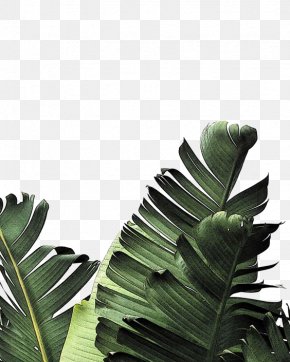 Creative Green Leaves - Banana Leaf Frond Palm-leaf Manuscript PNG