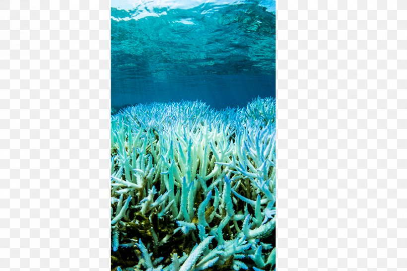 Coral Reef Great Barrier Reef Coral Bleaching, PNG, 900x600px, Coral Reef, Amazon Reef, Aqua, Climate Change, Coral Download Free