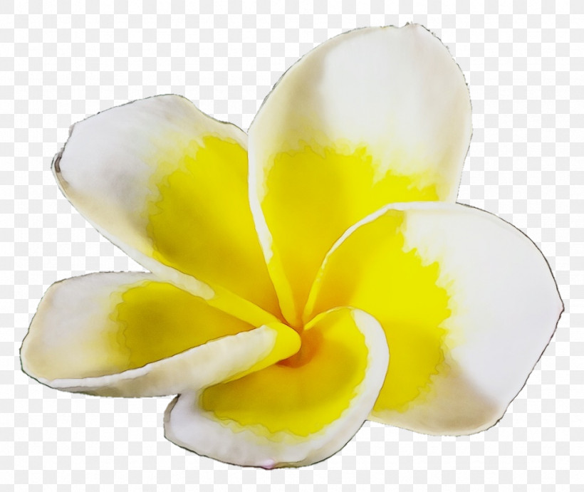 Cut Flowers Flower Petal Yellow Plant, PNG, 973x821px, Watercolor, Biology, Cut Flowers, Flower, Paint Download Free