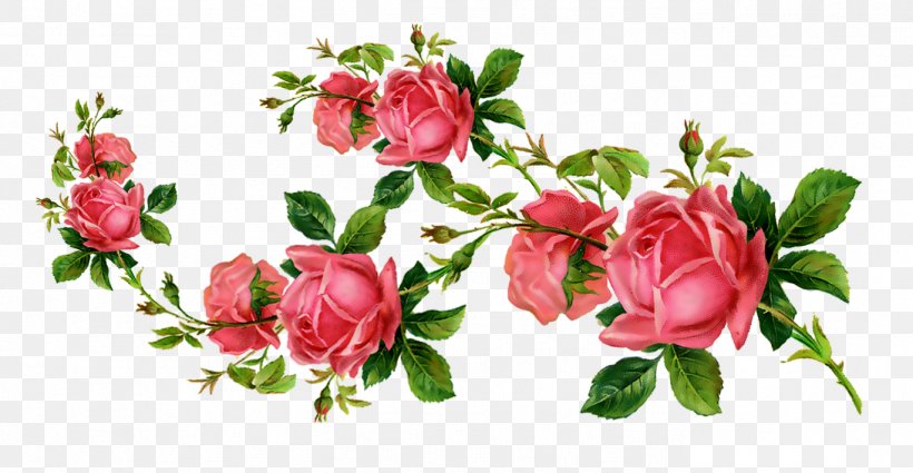 Garden Roses Flower Clip Art, PNG, 1369x710px, Garden Roses, Blossom, Branch, Bud, Cabbage Rose Download Free