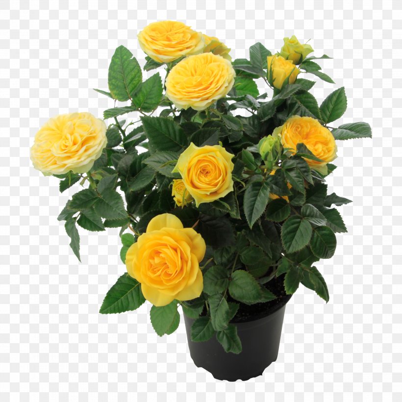Garden Roses Yellow Cut Flowers Floribunda Romance Film, PNG, 3036x3036px, Garden Roses, Annual Plant, Artificial Flower, Cut Flowers, Floral Design Download Free