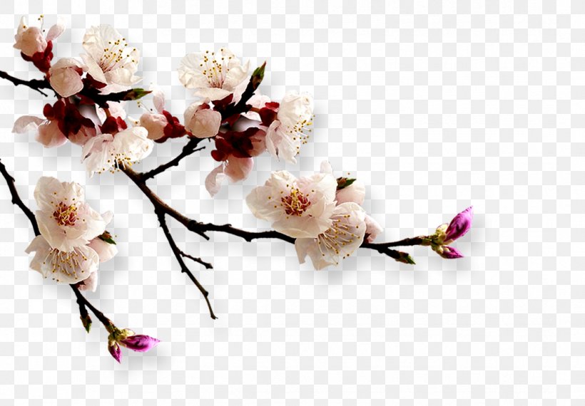 Japan Apricot Flower, PNG, 1069x744px, Flower, Apricot, Artificial Flower, Autumn, Blossom Download Free