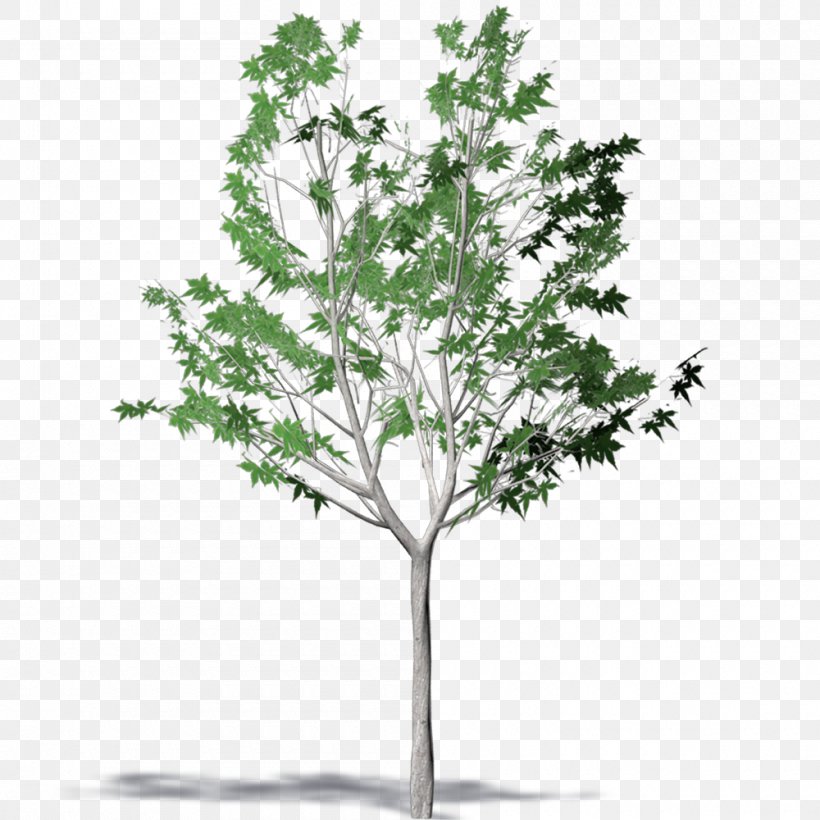 Twig Plane Trees Plant Stem Leaf, PNG, 1000x1000px, Twig, Branch, Flowering Plant, Leaf, Plane Tree Family Download Free