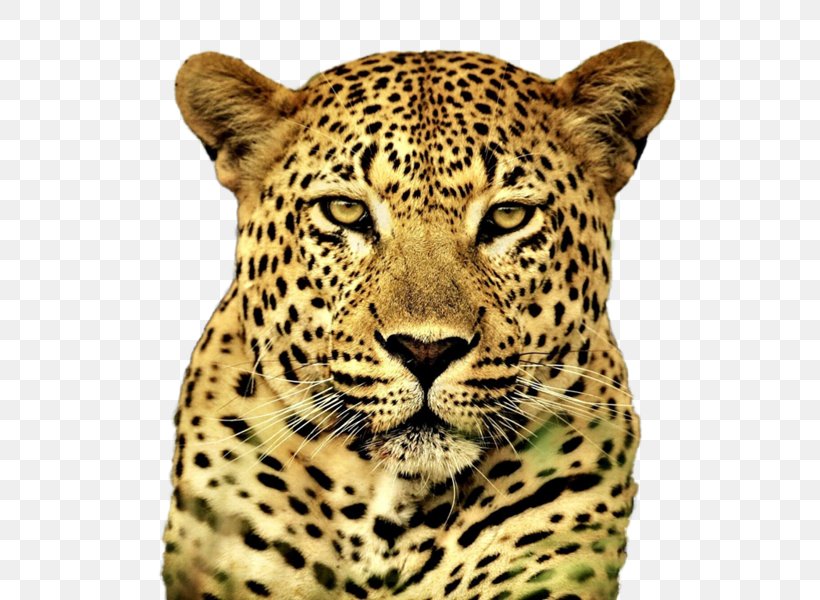Cheetah Snow Leopard Felidae Cat Tiger, PNG, 800x600px, Cheetah, African Leopard, Animal, Big Cat, Big Cats Download Free