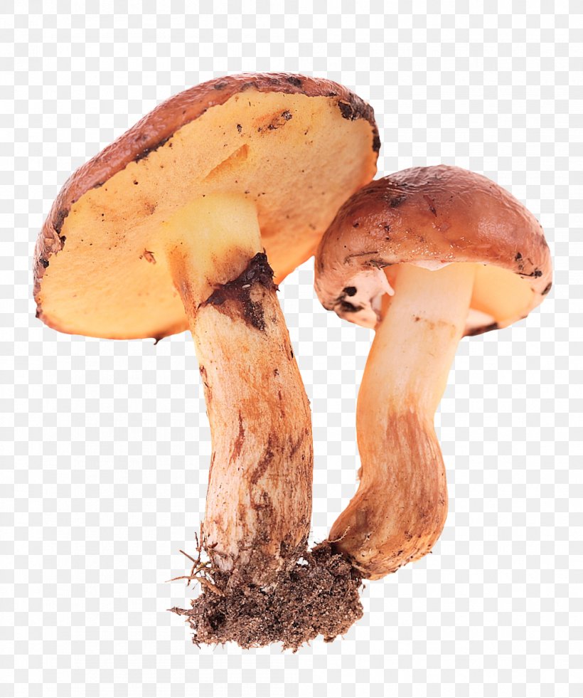 Edible Mushroom Fungus, PNG, 1003x1200px, Mushroom, Common Mushroom, Designer, Edible Mushroom, Food Download Free
