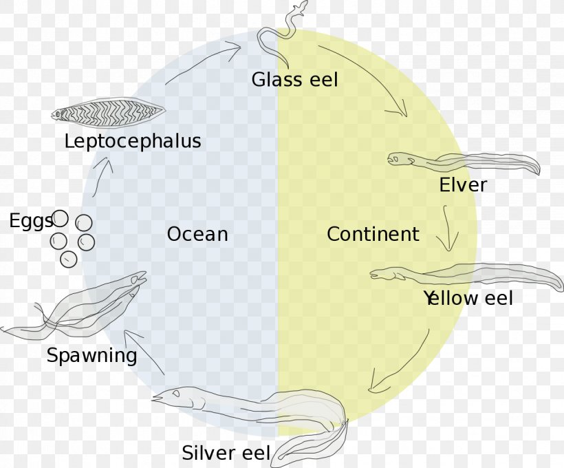 European Eel Eel Life History Biological Life Cycle Leptocephalus, PNG, 1234x1024px, Eel, American Eel, Anguillidae, Biological Life Cycle, Diagram Download Free