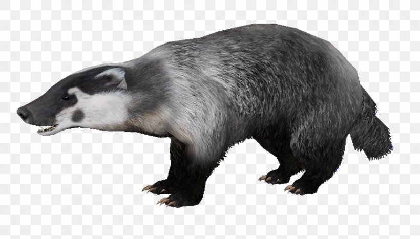Honey Badger European Badger Clip Art, PNG, 876x499px, Honey Badger, Animal Figure, Badger, Badger Badger Badger, Carnivore Download Free