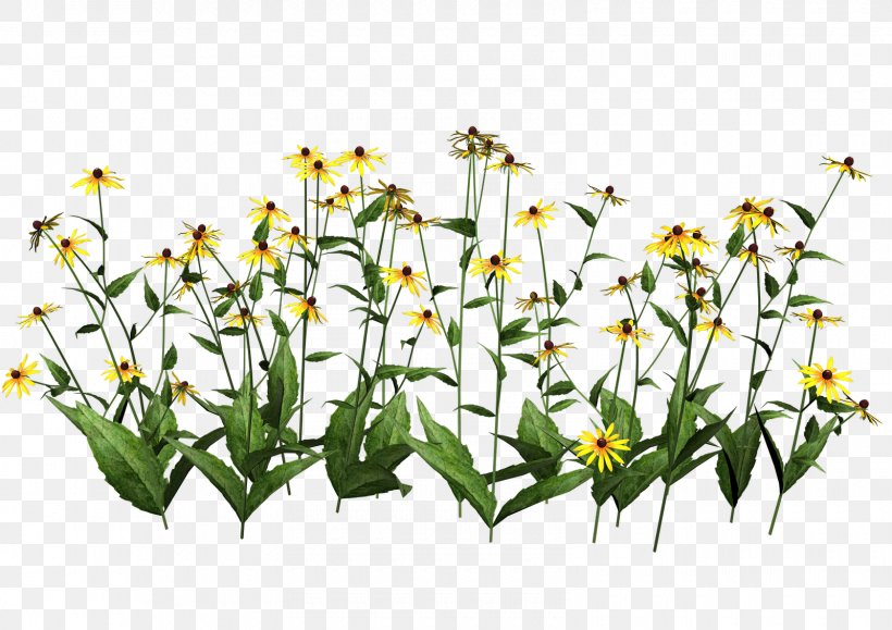 Plant Wildflower Clip Art, PNG, 1600x1131px, Plant, Cut Flowers, Diagram, Flora, Flower Download Free