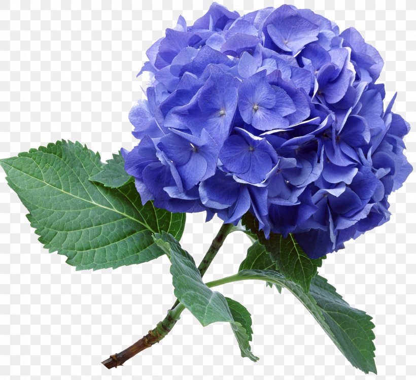 Blue Rose Hydrangea Flower Bouquet Garden Roses, PNG, 2046x1870px, Blue Rose, Blossom, Blue, Cabbage Rose, Color Download Free