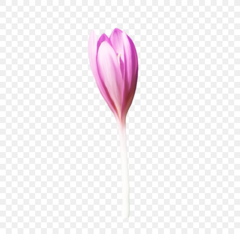 Pink Flower Cartoon, PNG, 366x800px, Tulip, Anthurium, Crocus, Cut Flowers, Flower Download Free