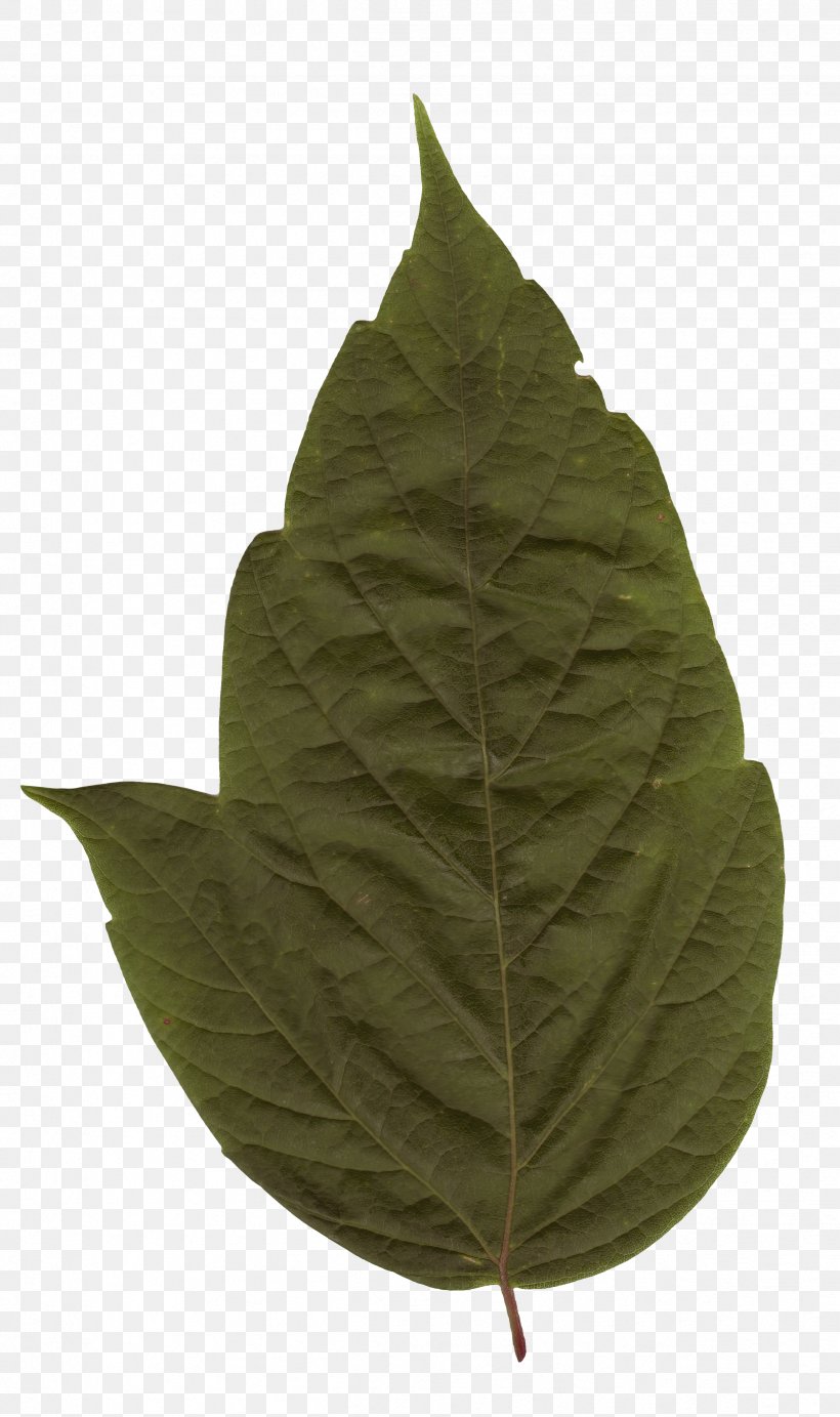 Plant Leaf, PNG, 2428x4096px, Plant, Leaf Download Free