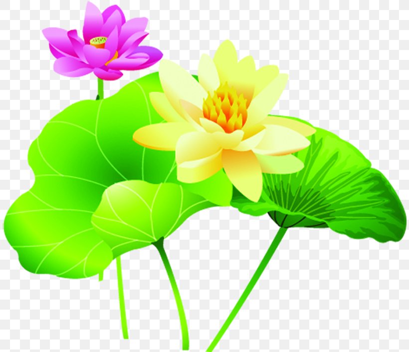 Poster Drawing, PNG, 810x705px, Poster, Annual Plant, Aquatic Plant, Computer Software, Cut Flowers Download Free