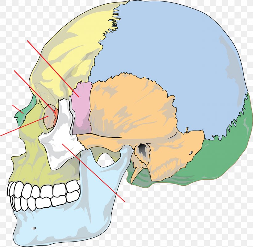 Skull Bone Anatomy Human Skeleton Human Body, PNG, 1280x1252px, Watercolor, Cartoon, Flower, Frame, Heart Download Free