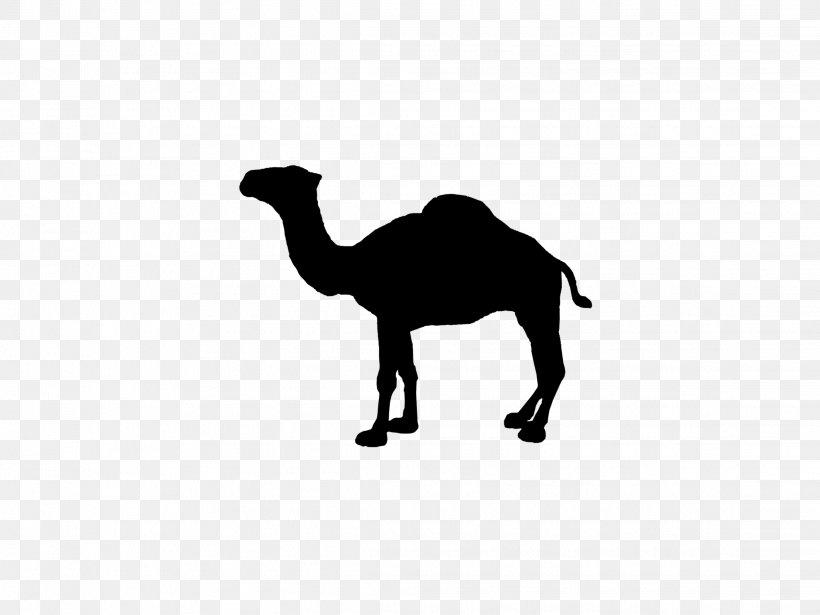 Cigar, PNG, 2272x1704px, Camel, Arabian Camel, Black And White, Brand, Camel Like Mammal Download Free