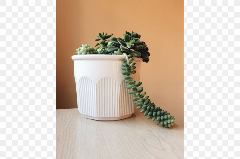 Ceramic Flowerpot Plant, PNG, 1024x682px, Ceramic, Flowerpot, Plant, Vase Download Free