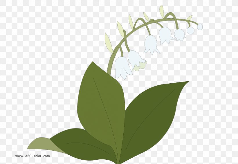 Lily Of The Valley Drawing Raster Graphics Flower Clip Art, PNG, 822x567px, Watercolor, Cartoon, Flower, Frame, Heart Download Free