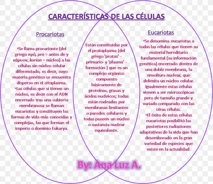 Cèl·lula Eucariota Cellula Procariote Eukaryote Organism, PNG, 1307x1131px, Cell, Area, Diagram, Eukaryote, Formula Download Free