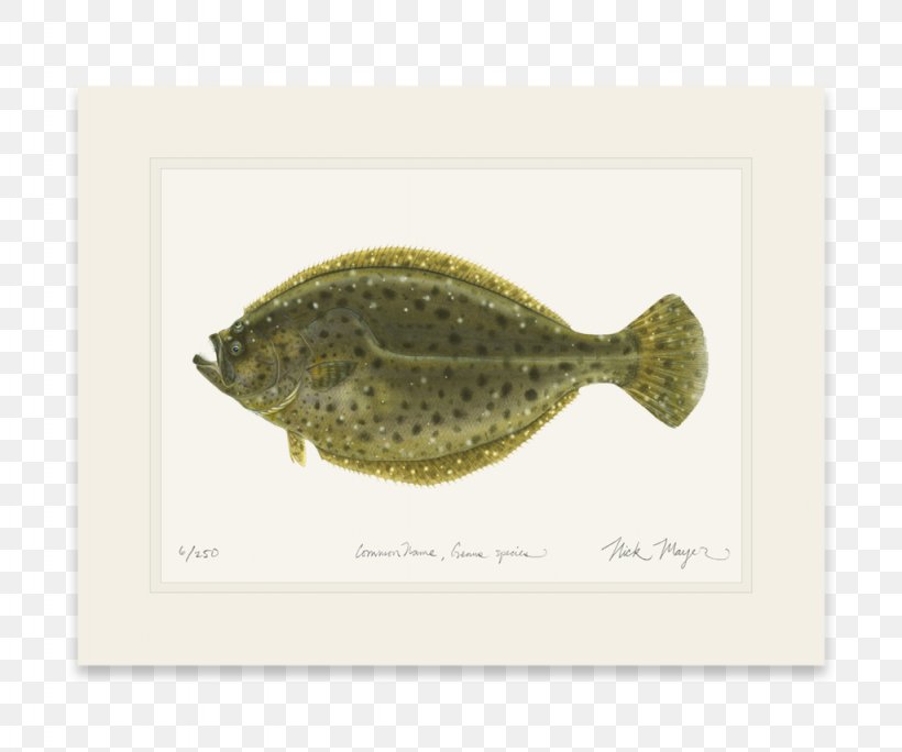 Flatfish, PNG, 1024x855px, Flatfish, Fauna, Fish, Organism Download Free