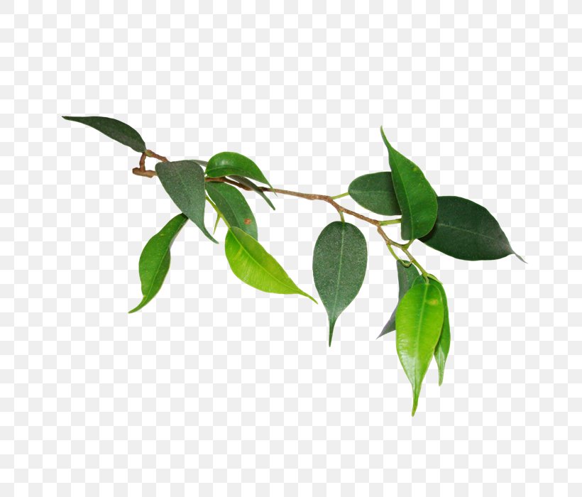 Leaf Plant Stem Twig .de Love, PNG, 700x700px, Leaf, Branch, Love, Plant, Plant Stem Download Free