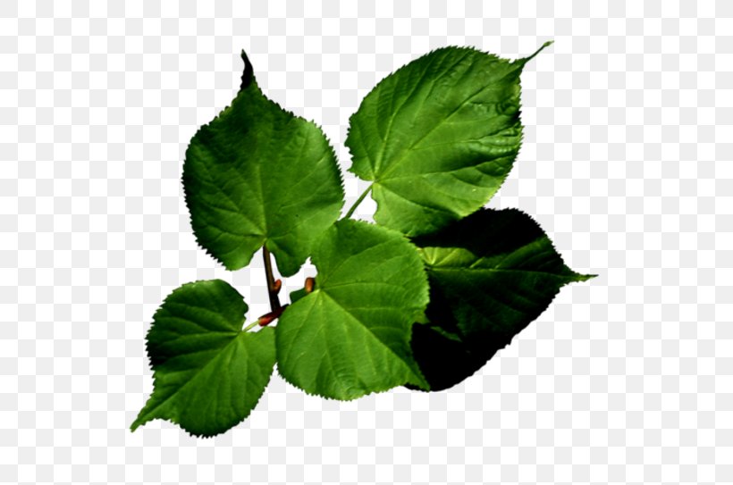 Leaf Presentation Clip Art, PNG, 580x543px, Leaf, Annual Plant, Branch, Digital Image, Flower Download Free