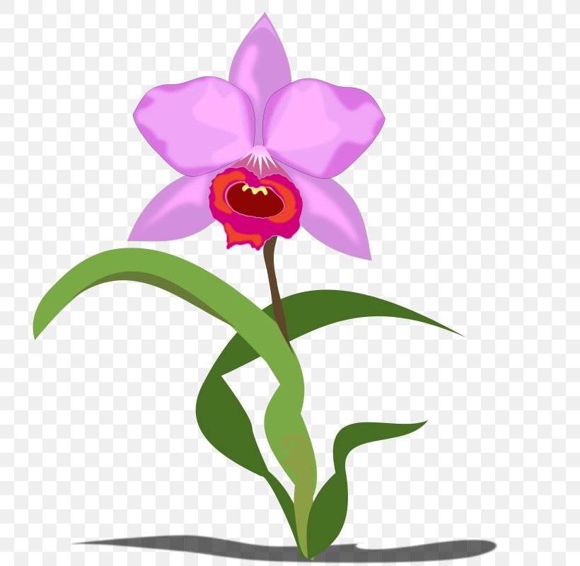 Orchids Flower Free Content Clip Art, PNG, 800x800px, Orchids, Blog, Cattleya, Cattleya Orchids, Dendrobium Download Free