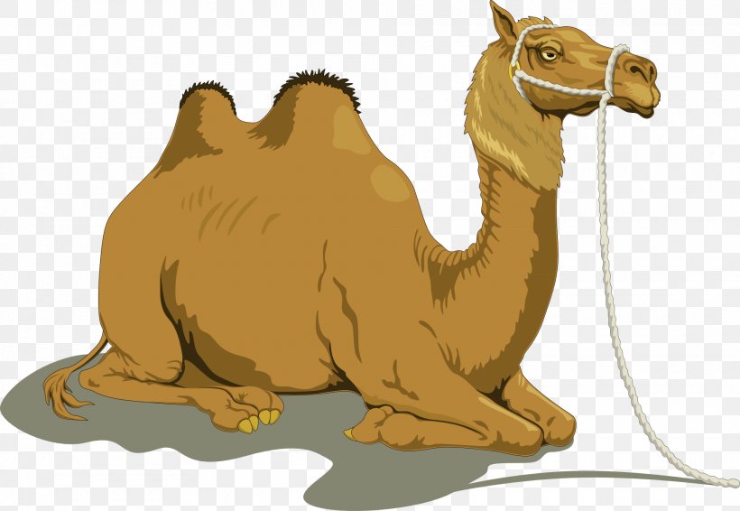Bactrian Camel Dromedary Clip Art, PNG, 1920x1327px, Bactrian Camel, Arabian Camel, Camel, Camel Like Mammal, Camel Train Download Free
