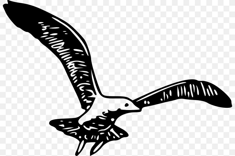 Bird Wing Clip Art, PNG, 800x543px, Bird, Angel Wing, Beak, Black And White, Drawing Download Free