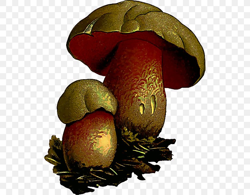Bolete Mushroom Shiitake Penny Bun Agaric, PNG, 529x640px, Bolete, Agaric, Edible Mushroom, Fungus, Ingredient Download Free