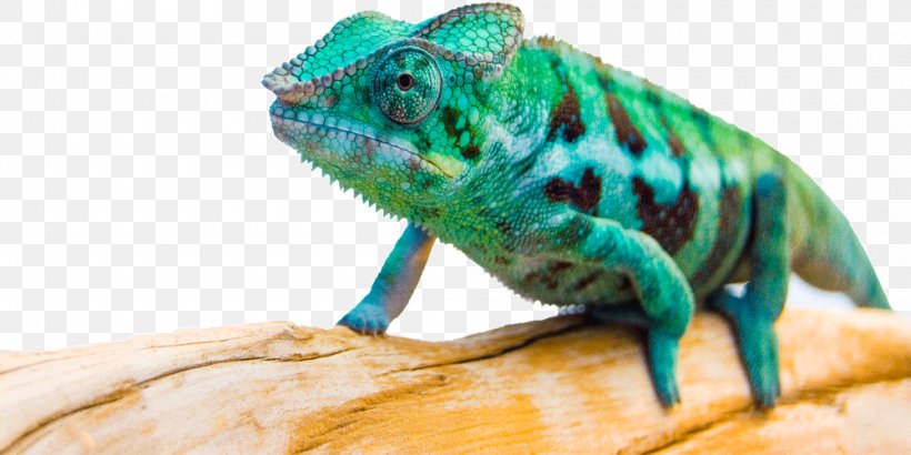 Chameleons Iguanas Matcraft Fauna Terrestrial Animal, PNG, 1000x500px, Chameleons, Chameleon, Fauna, Iguanas, Iguania Download Free