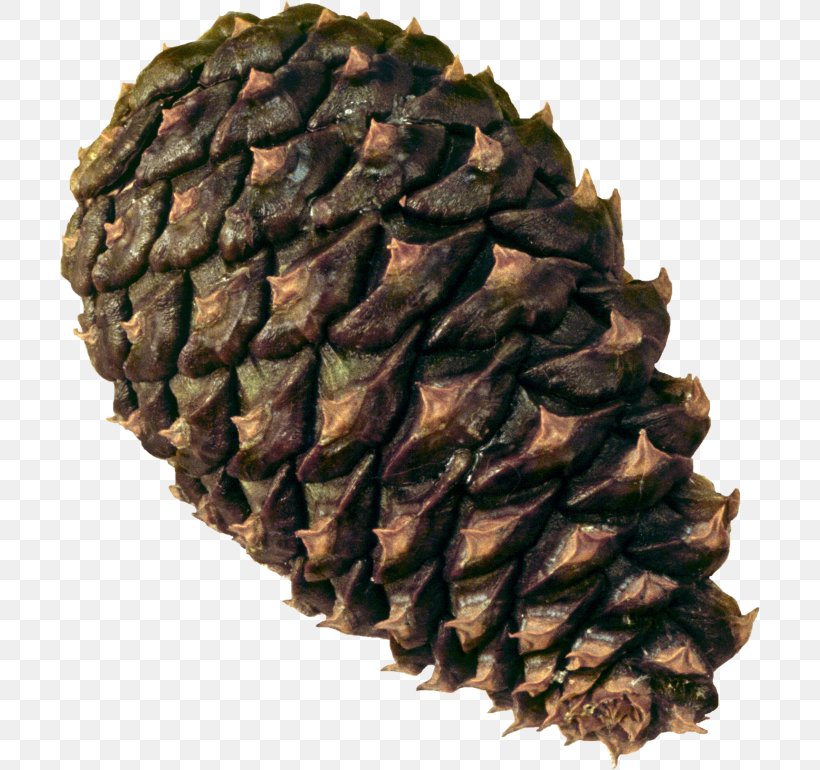 Conifer Cone Conifers Clip Art, PNG, 700x770px, Conifer Cone, Conifers, Digital Image, Fir, Image File Formats Download Free