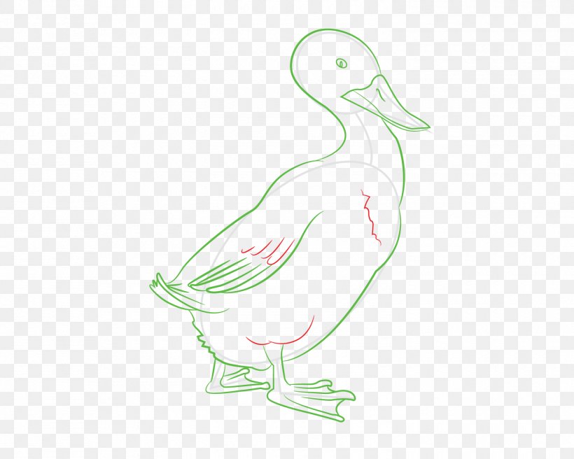 Duck Cygnini Seabird Beak Illustration, PNG, 1500x1200px, Duck, Art, Artwork, Beak, Bird Download Free