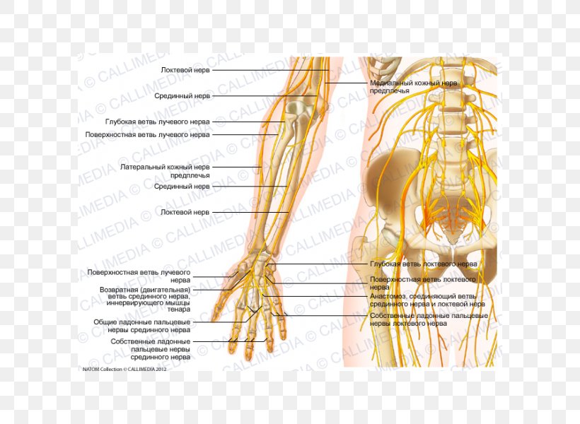 Nerve Forearm Elbow Anatomy, PNG, 600x600px, Watercolor, Cartoon, Flower, Frame, Heart Download Free