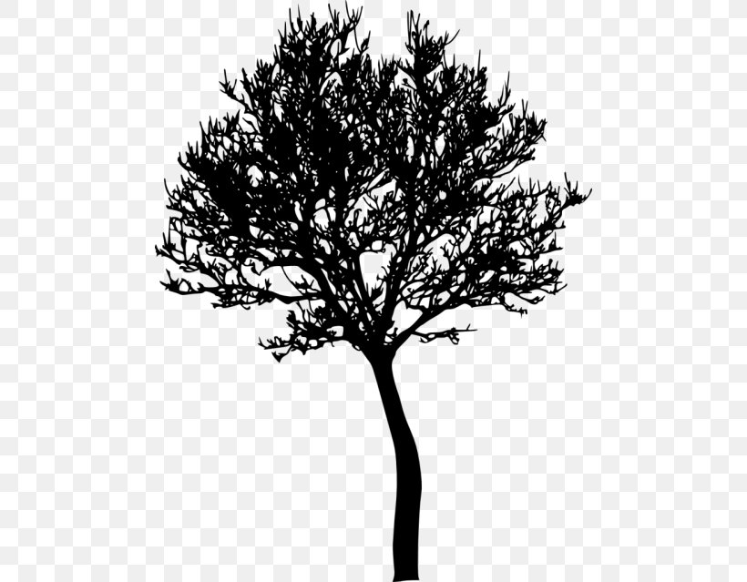 Photography Tree, PNG, 480x639px, Photography, Black And White, Branch, Information, Leaf Download Free