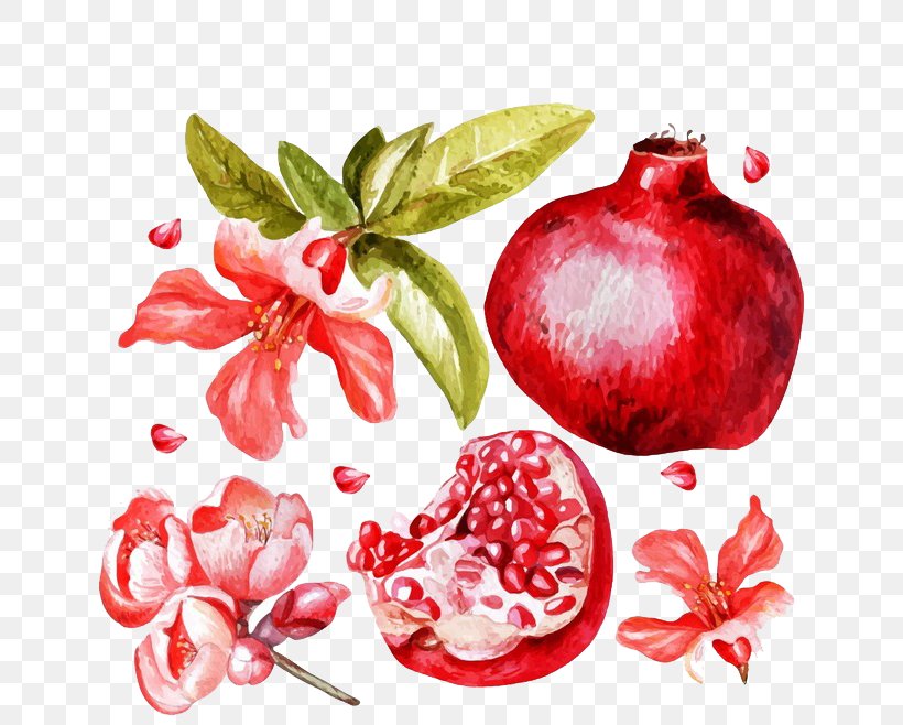 Pomegranate Juice Flower Fruit, PNG, 658x658px, Pomegranate, Drawing, Flower, Food, Fruit Download Free