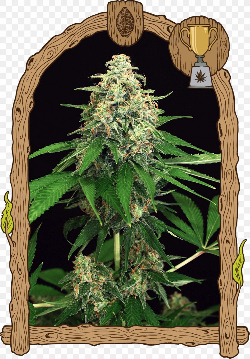 Seed Bank Marijuana Cannabis Seed Company, PNG, 940x1350px, Seed, Autoflowering Cannabis, Cannabis, Cannabis Sativa, Crop Yield Download Free